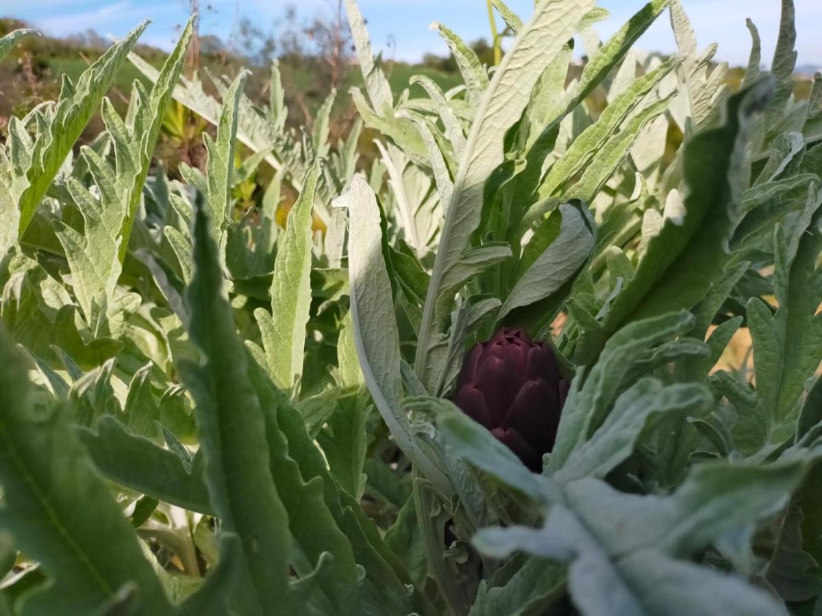 Appartamento Ca'Rosei Monteciccardo Esterno foto