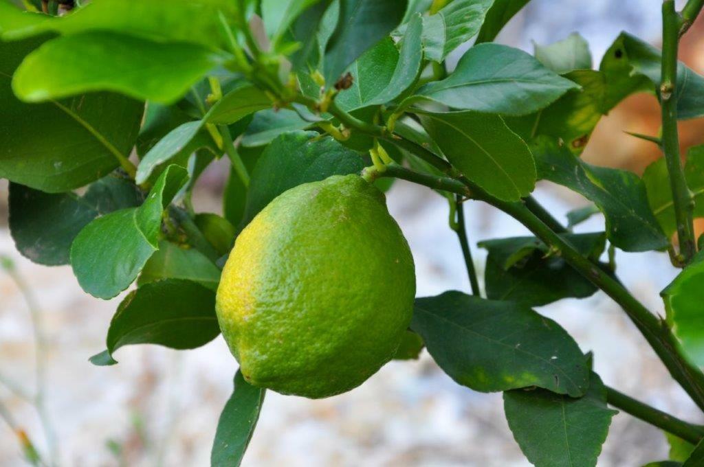 Appartamento Ca'Rosei Monteciccardo Esterno foto