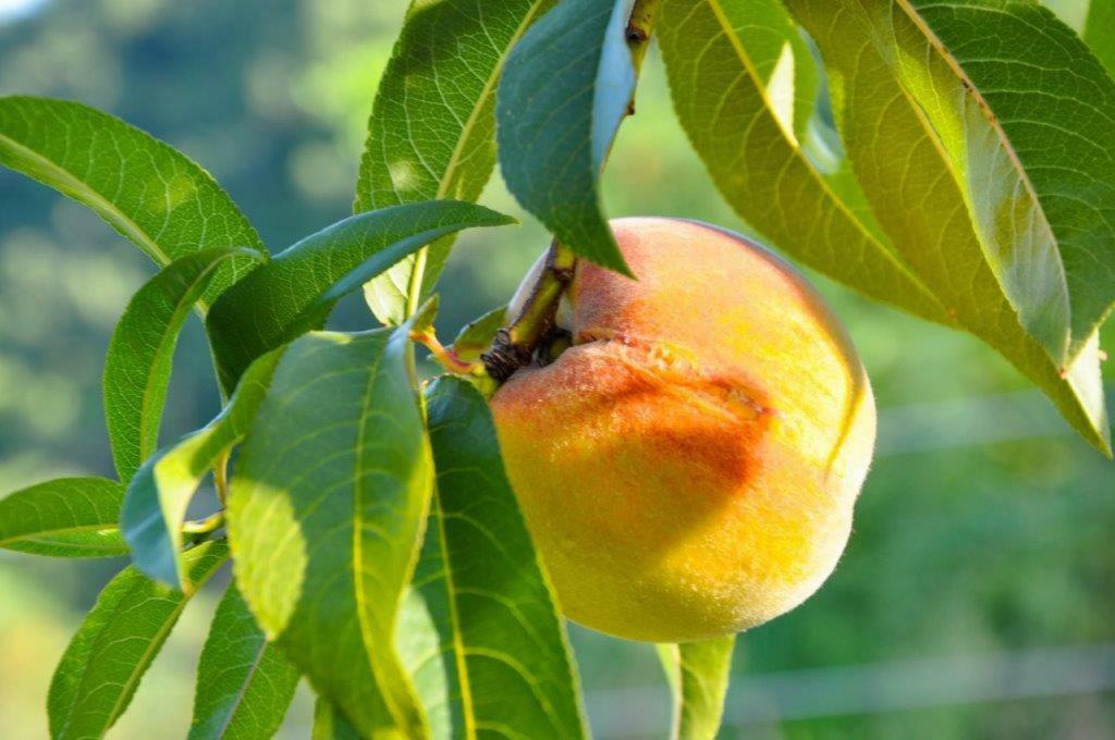Appartamento Ca'Rosei Monteciccardo Esterno foto